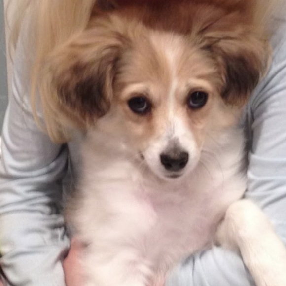 Meet your Posher, Femia - Picture 1 of 1